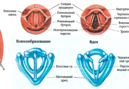 Осипло горло что делать и как лечить охриплость голоса у взрослого