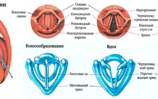 Осипло горло что делать и как лечить охриплость голоса у взрослого