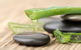 Как использовать алоэ от герпеса?