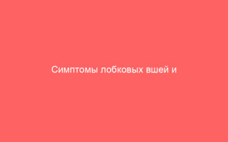 Симптомы лобковых вшей и быстрое избавление от них