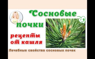 Сосновые почки от кашля рецепт лекарства и правила заваривания