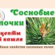 Сосновые почки от кашля рецепт лекарства и правила заваривания