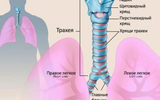 Ринофаринготрахеит симптомы и лечение у детей и взрослых
