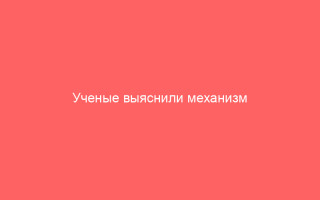 Ученые выяснили механизм действия цитомегаловируса в клетке