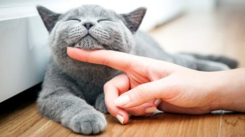Тетрациклиновая мазь: инструкция по применению, цена, отзывы при прыщах и конъюнктивите